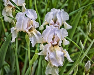 Iris Bundle
