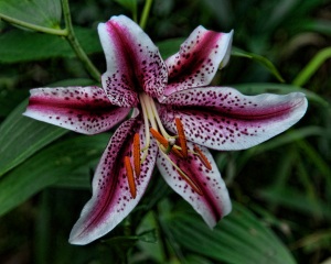 Another Lily